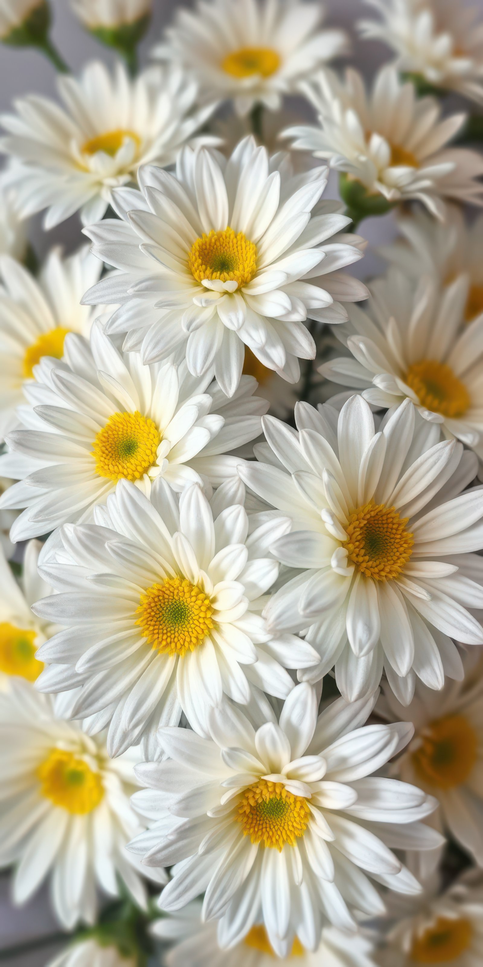 Bright bouquet of white daisies with yellow centers arranged beautifully in a soft setting